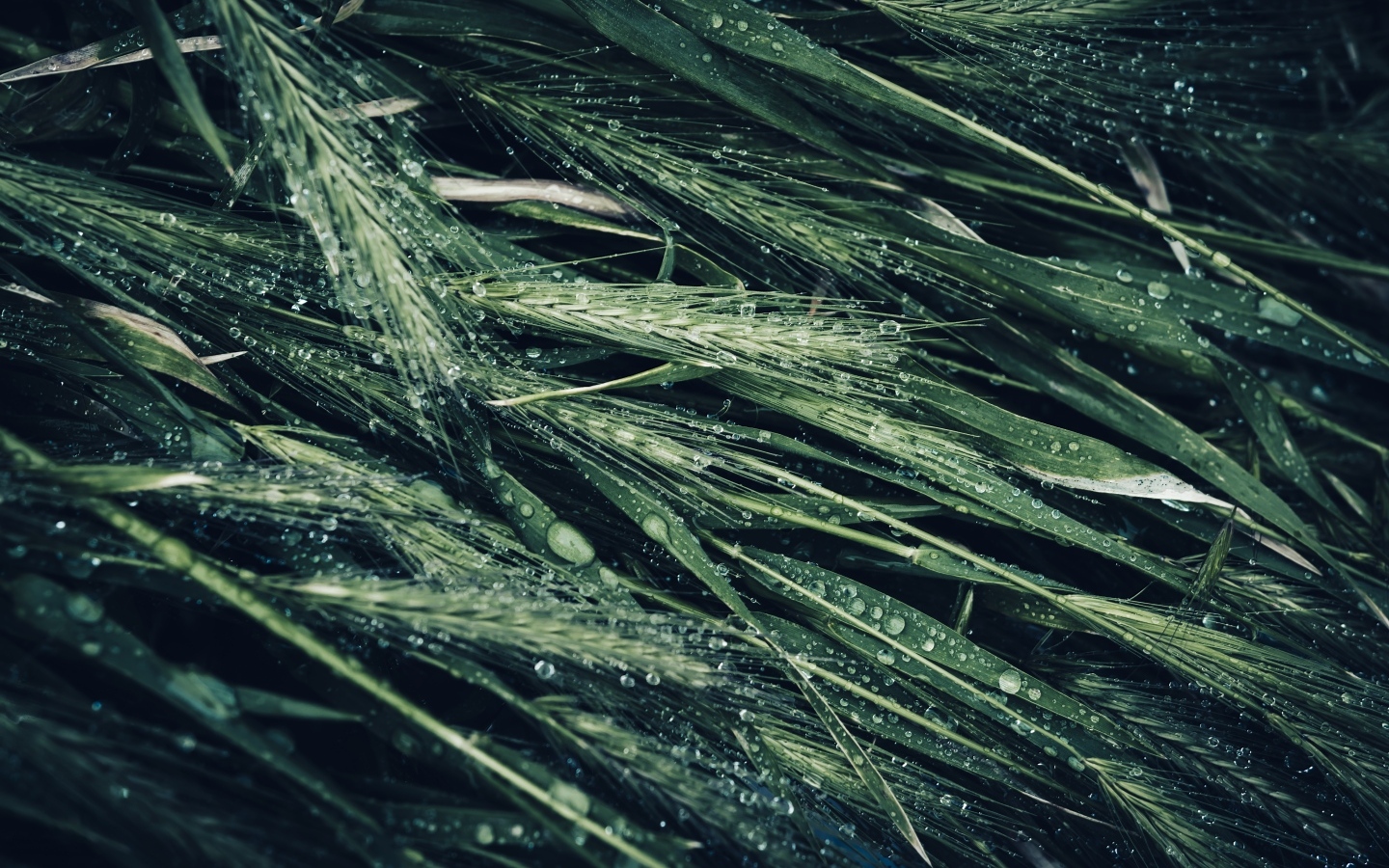 Зеленые колосья травы в каплях дождя