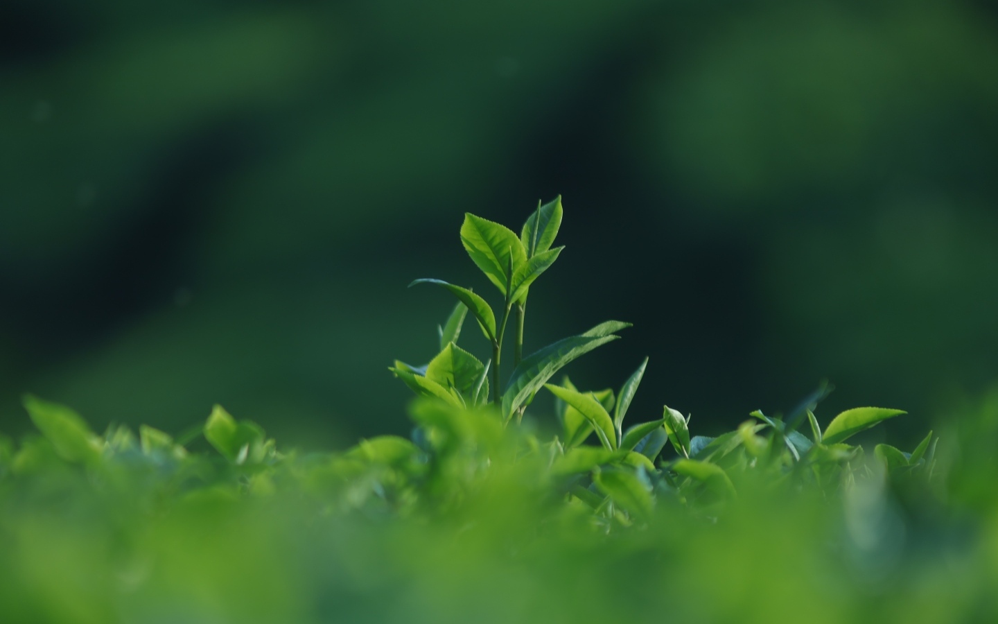 Зеленые листья чая на плантации