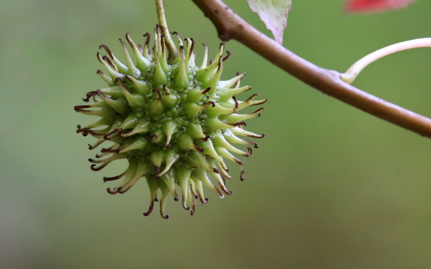 Колючий плод на ветке дерева