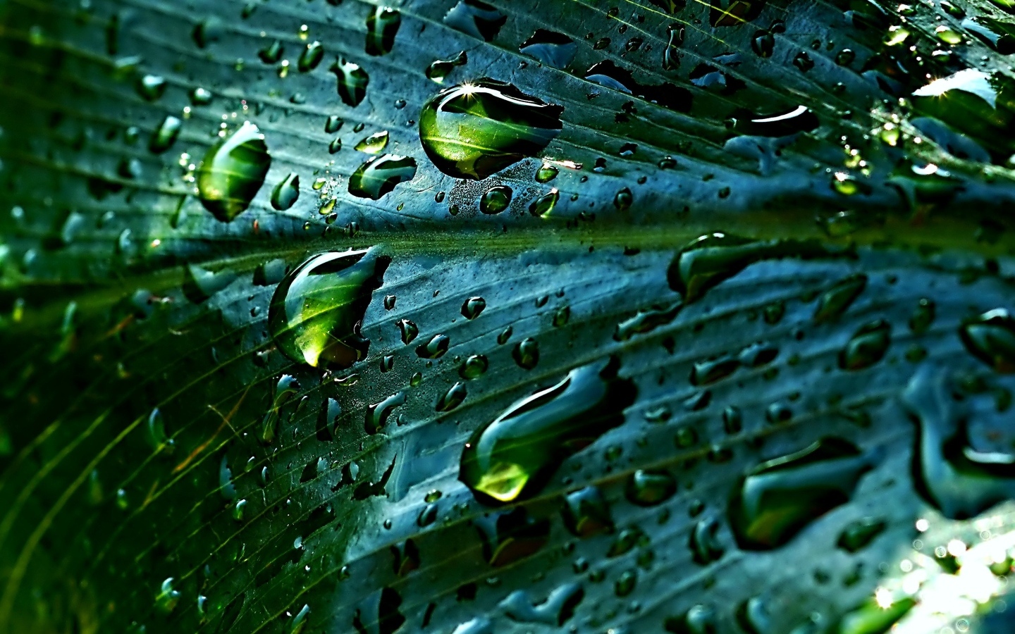 Дождевые капли на зеленом листке