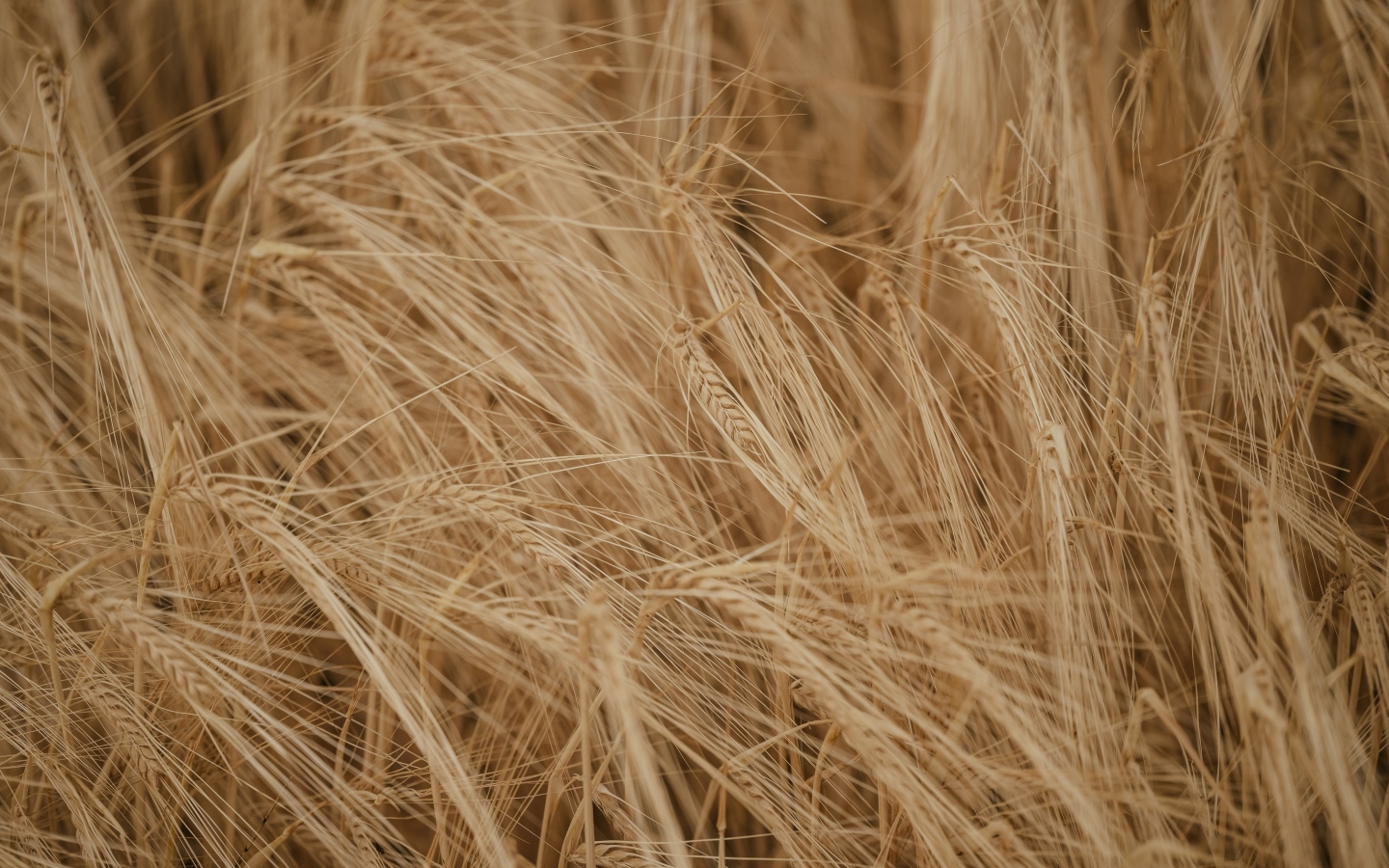 Желтая сухая пшеница крупным планом на поле