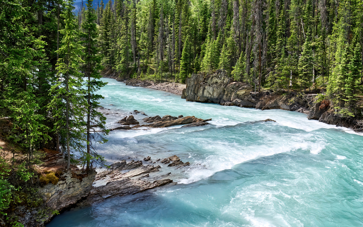 Быстрая голубая горная река с елями на берегу