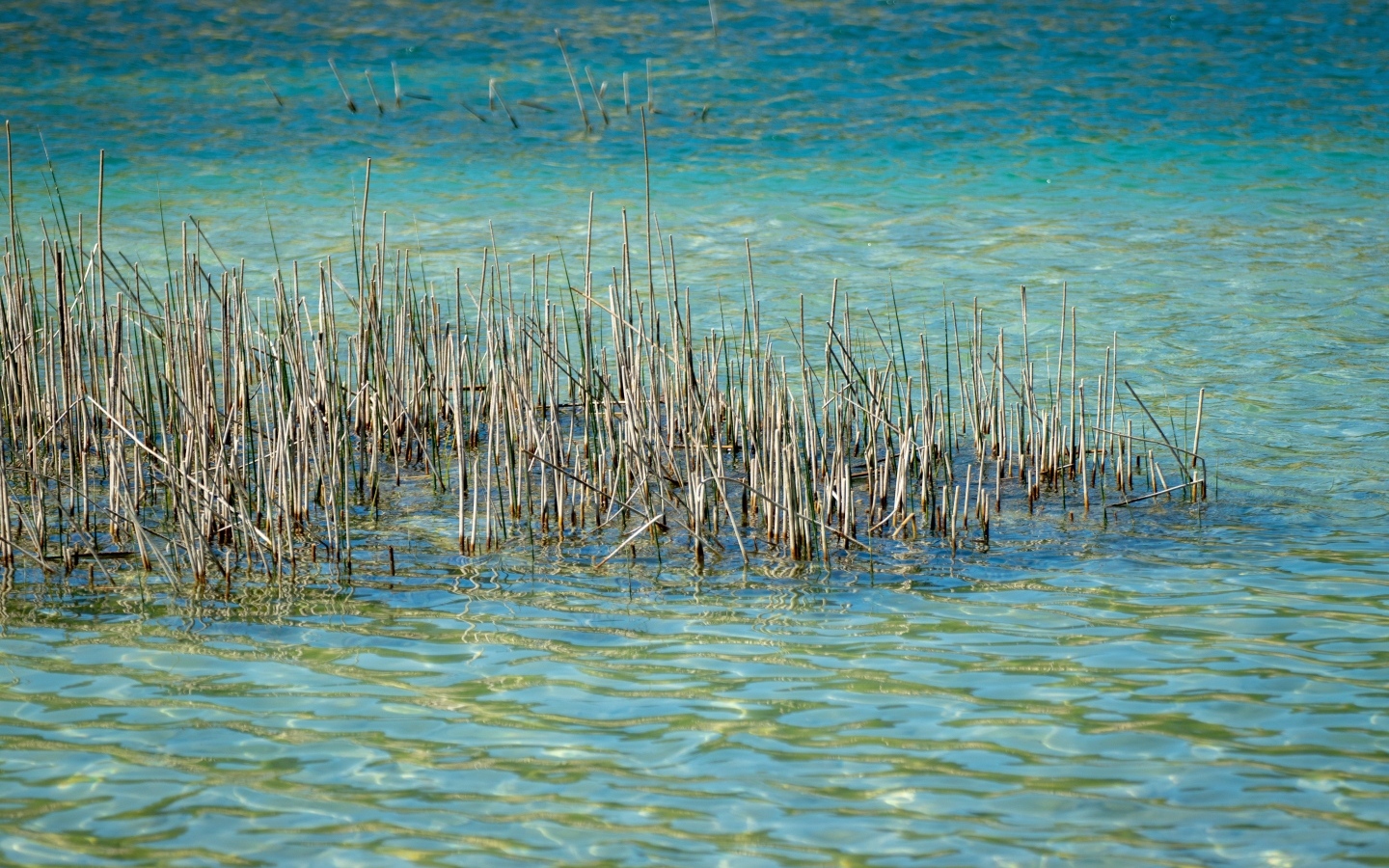 Камыши растут в голубой воде озера