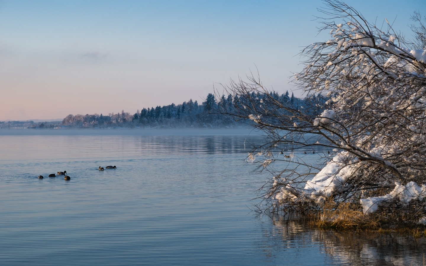 Заснеженные ветки дерева у озера