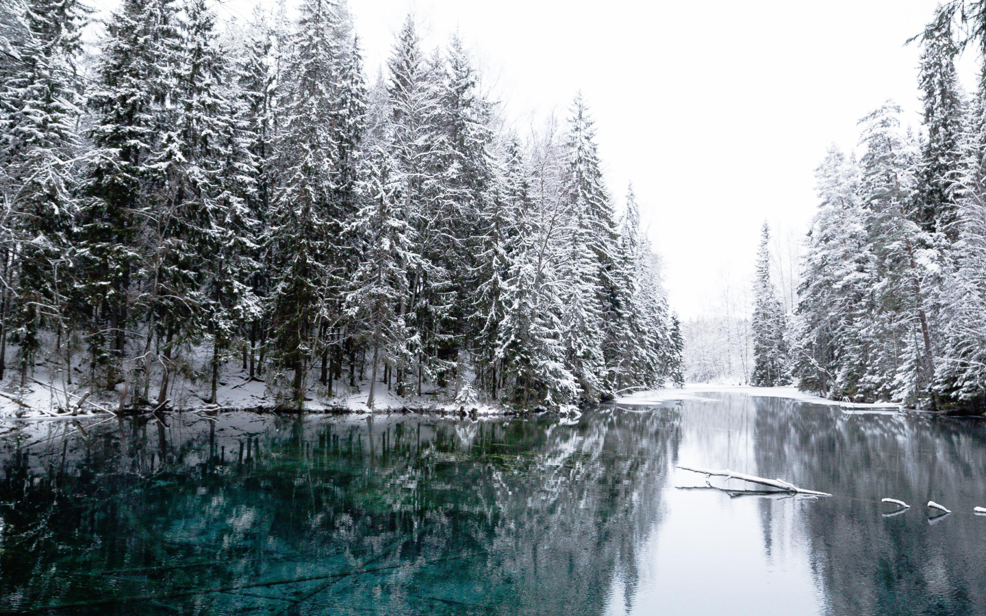 Высокие заснеженные ели  у реки зимой