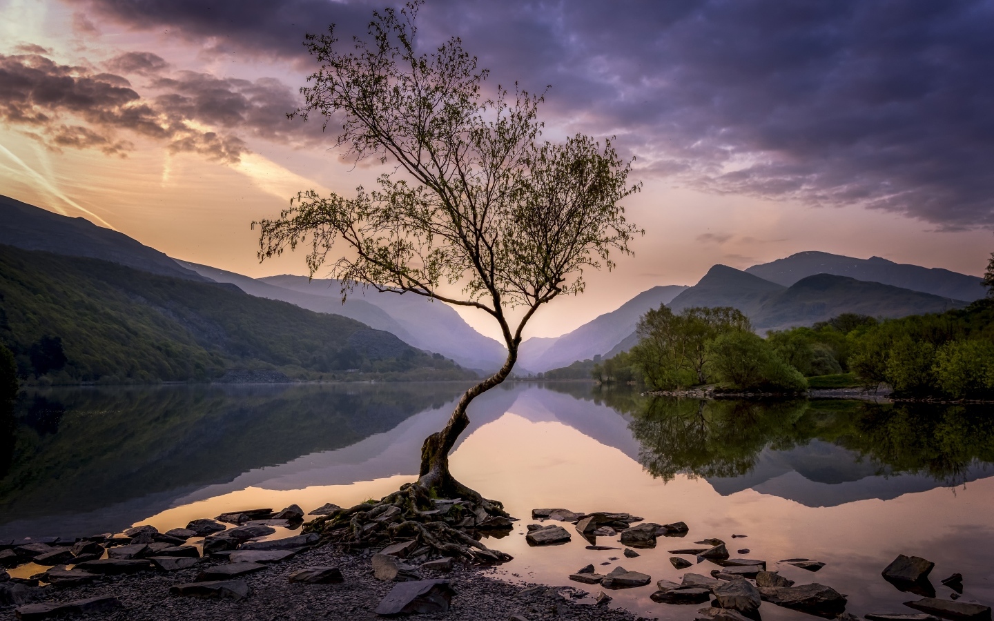 Одинокое дерево на берегу озера