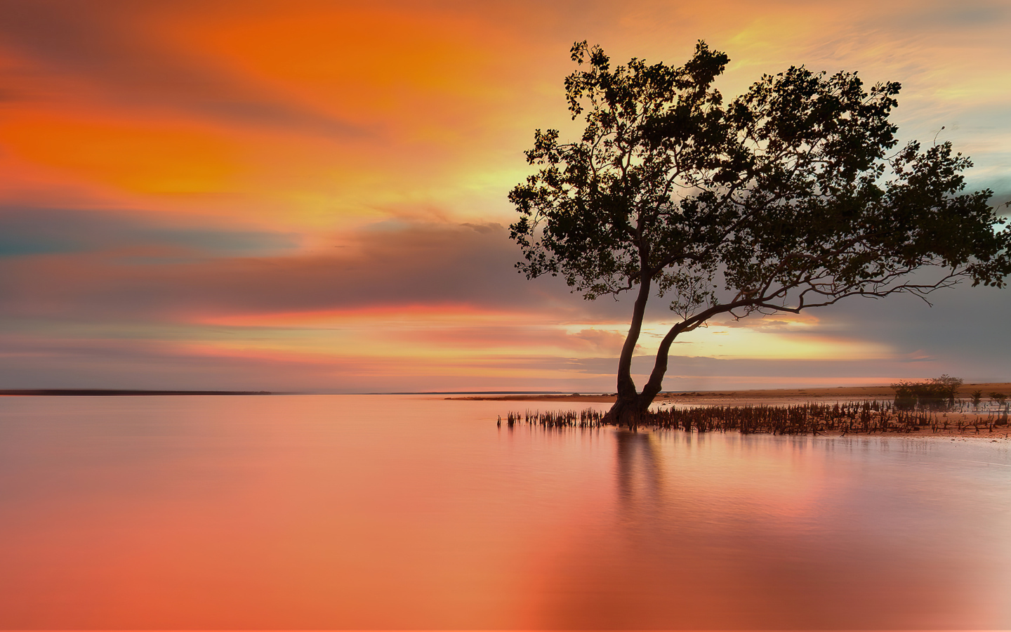 Одинокое дерево в озере на закате солнца