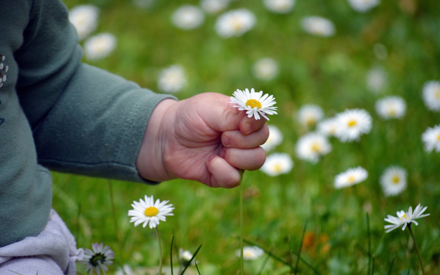 Рука ребенка держит белую ромашку