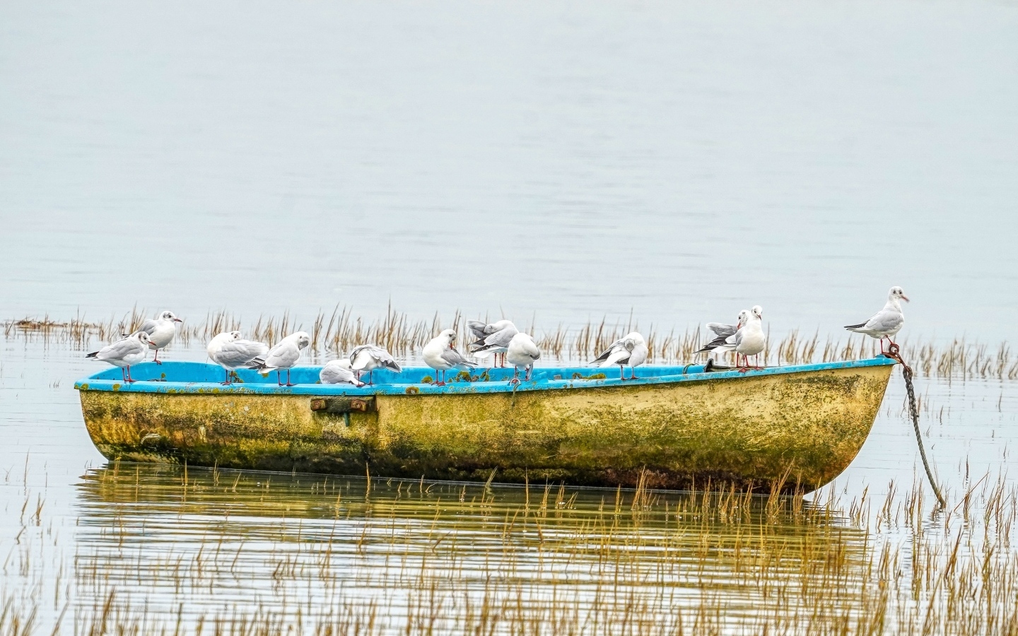 Чайки сидят на старой лодке на берегу реки