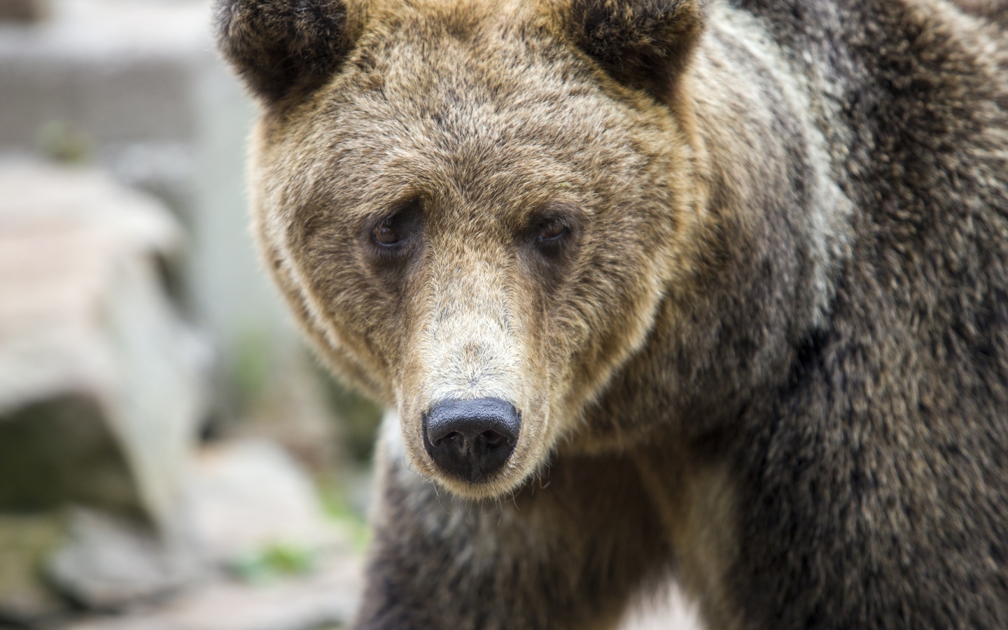 Большой бурый медведь с черным носом