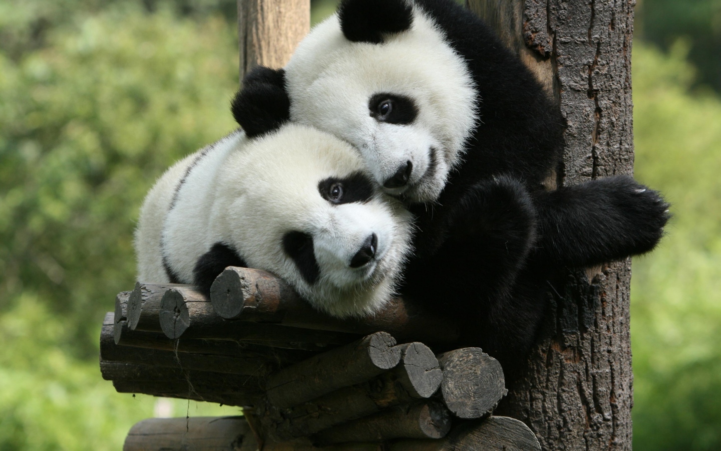 Две маленькие панды в зоопарке 