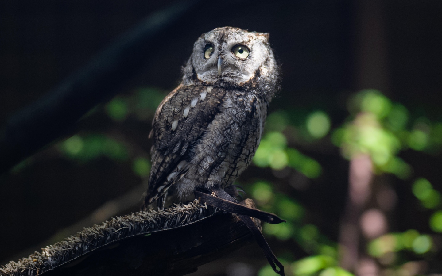 Серая сова сидит на ветке дерева в лесу