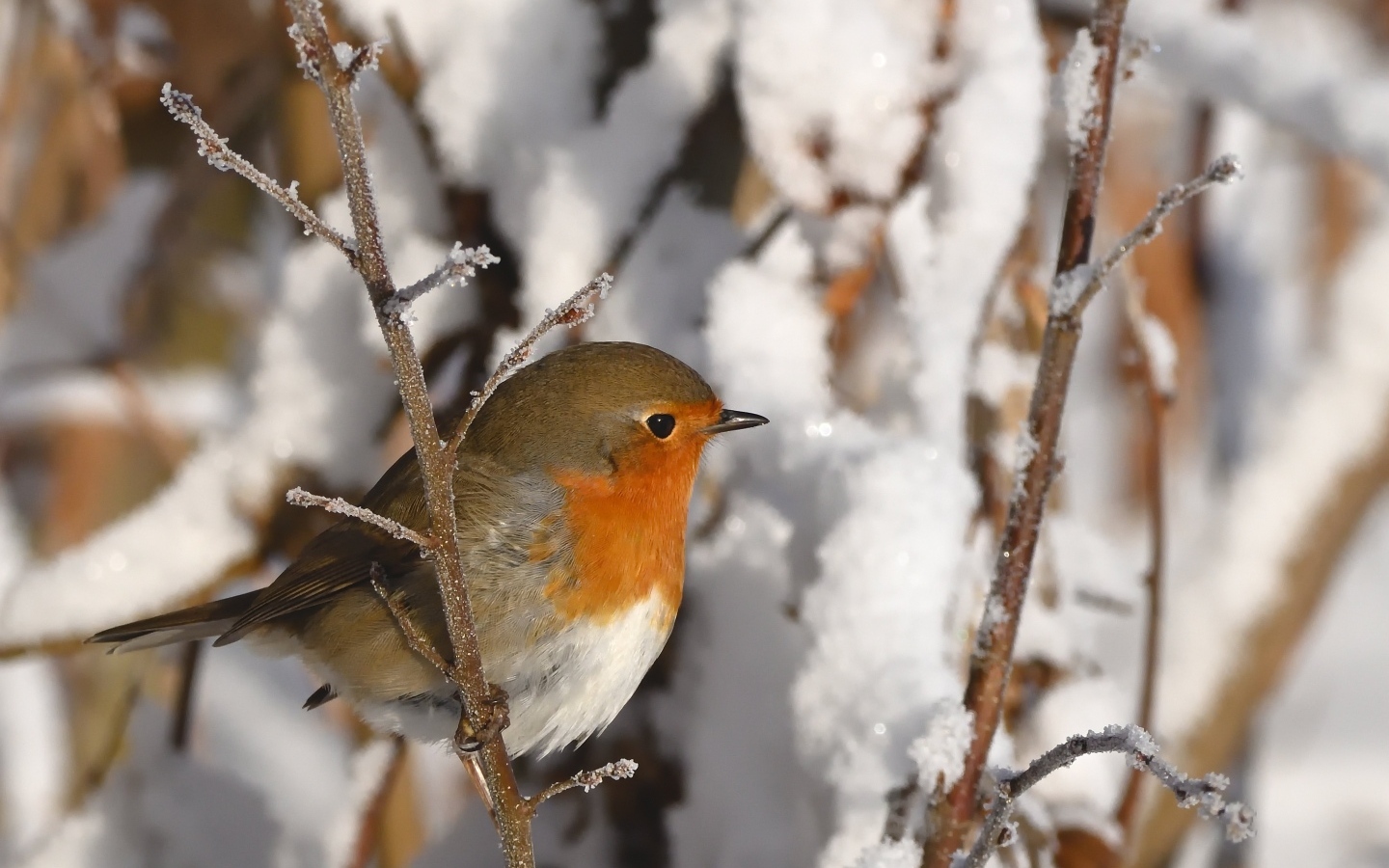 Маленькая птичка на покрытой инеем ветке