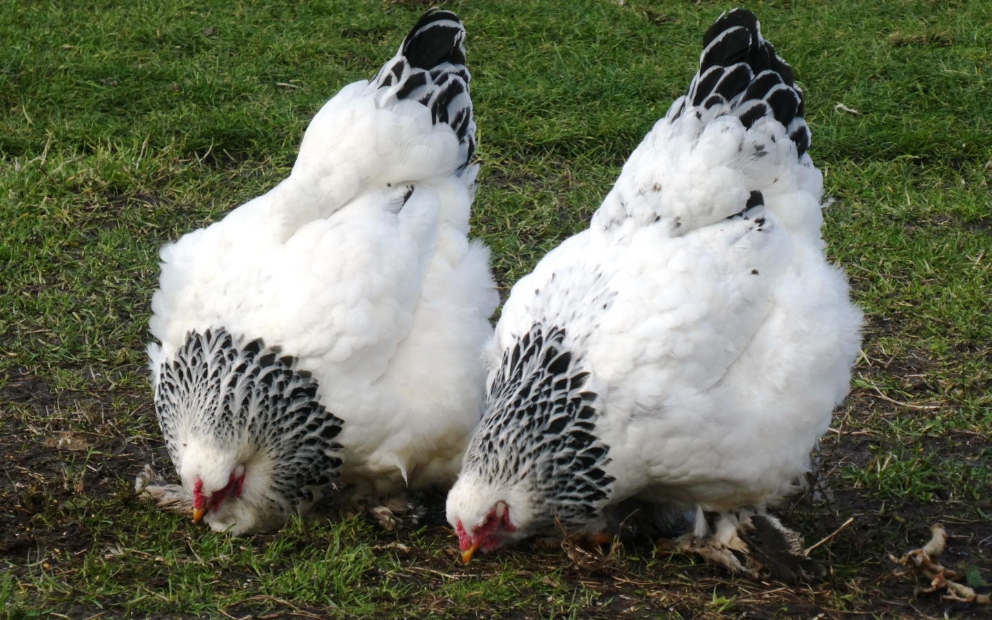 Две домашние курицы на зеленой траве