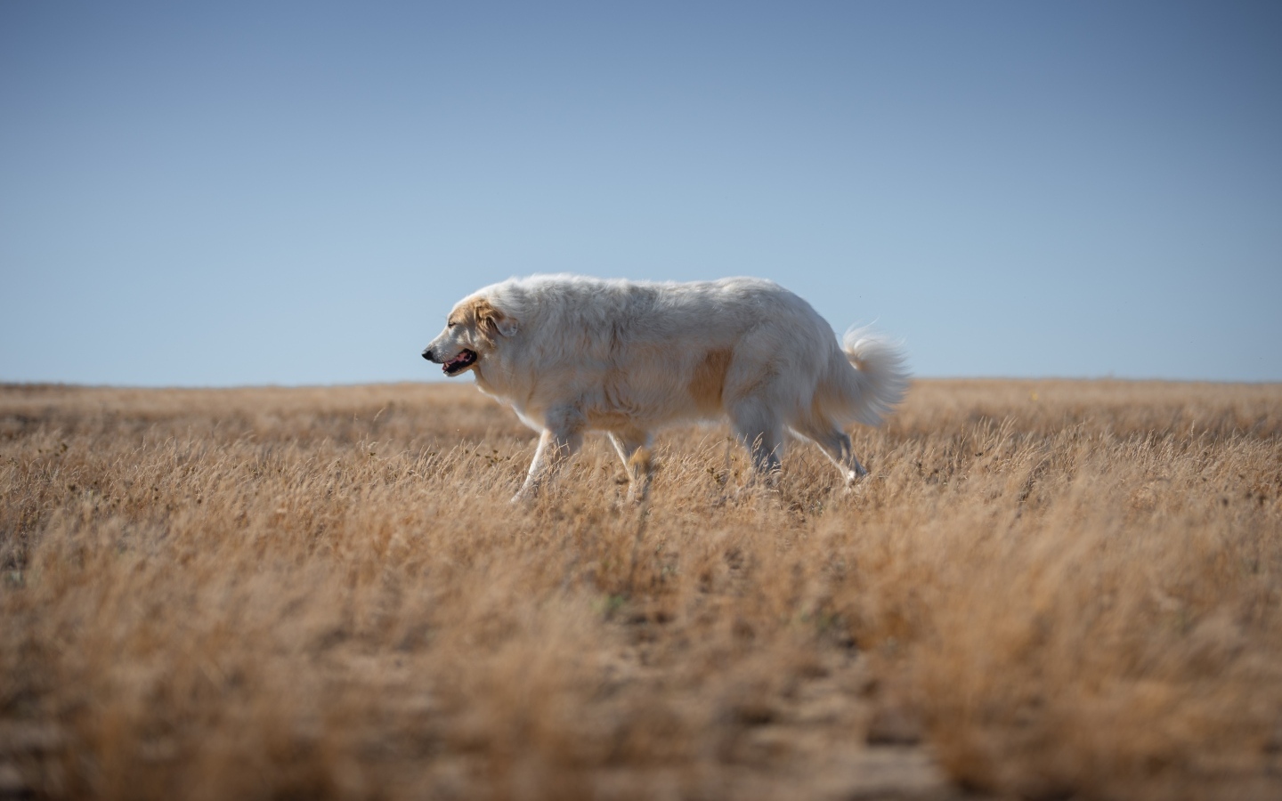 Большой старый пес идет по сухой траве