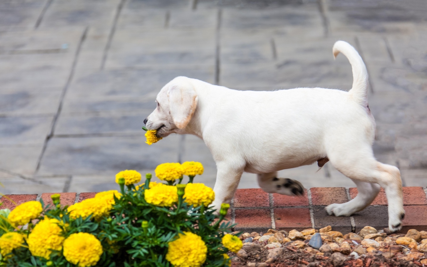 Щенок лабрадора рвет цветы на клумбе