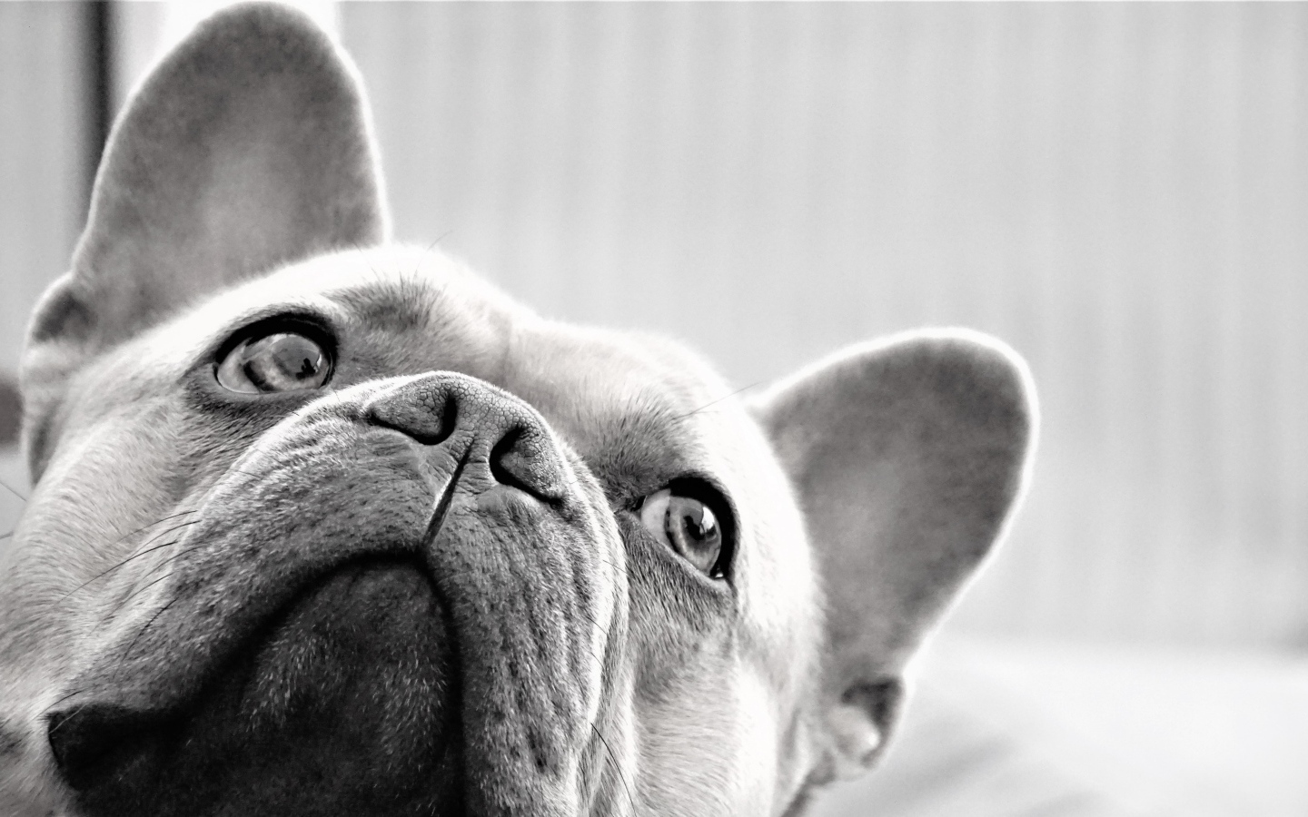 Грустная морда французского бульдога