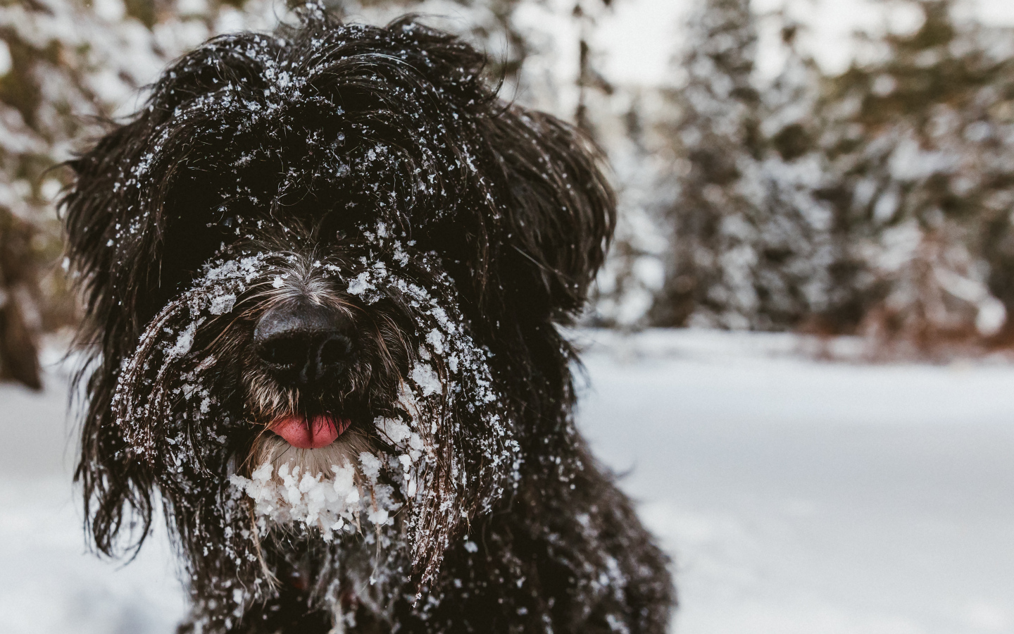 Лохматый породистый пес в снегу