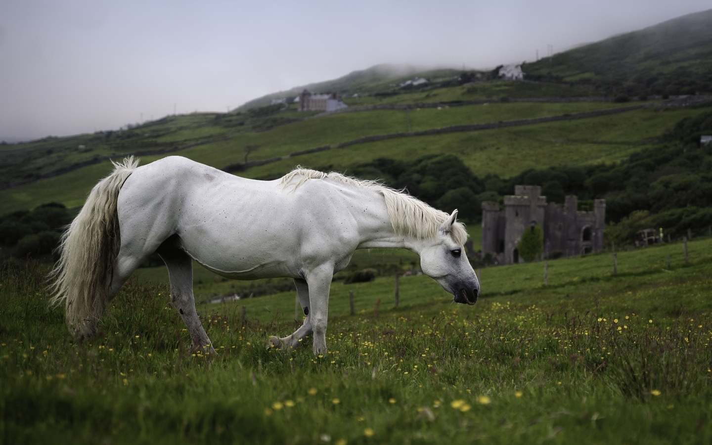 Большой белый конь пасется на зеленой траве