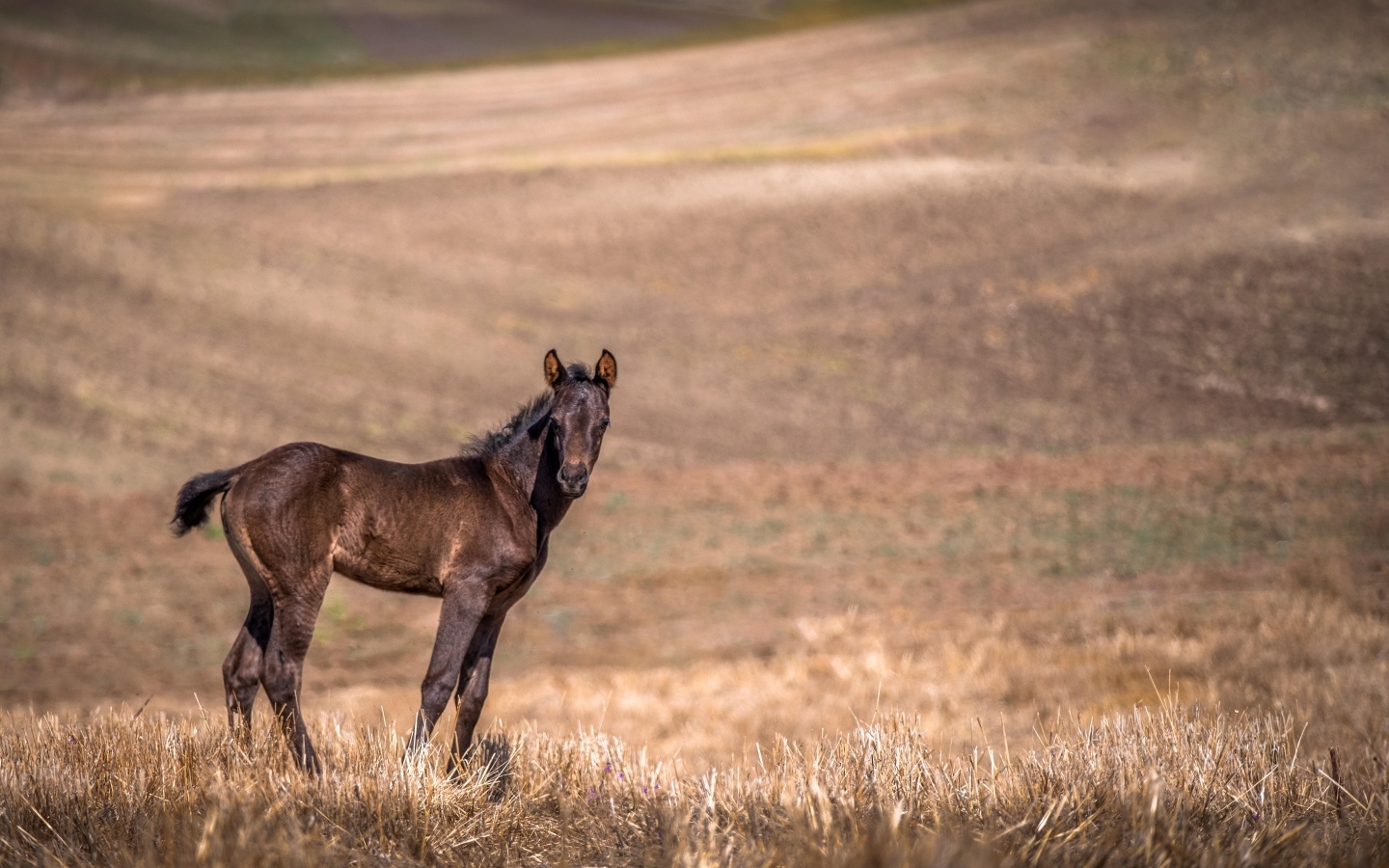 Жеребенок на пастбище 