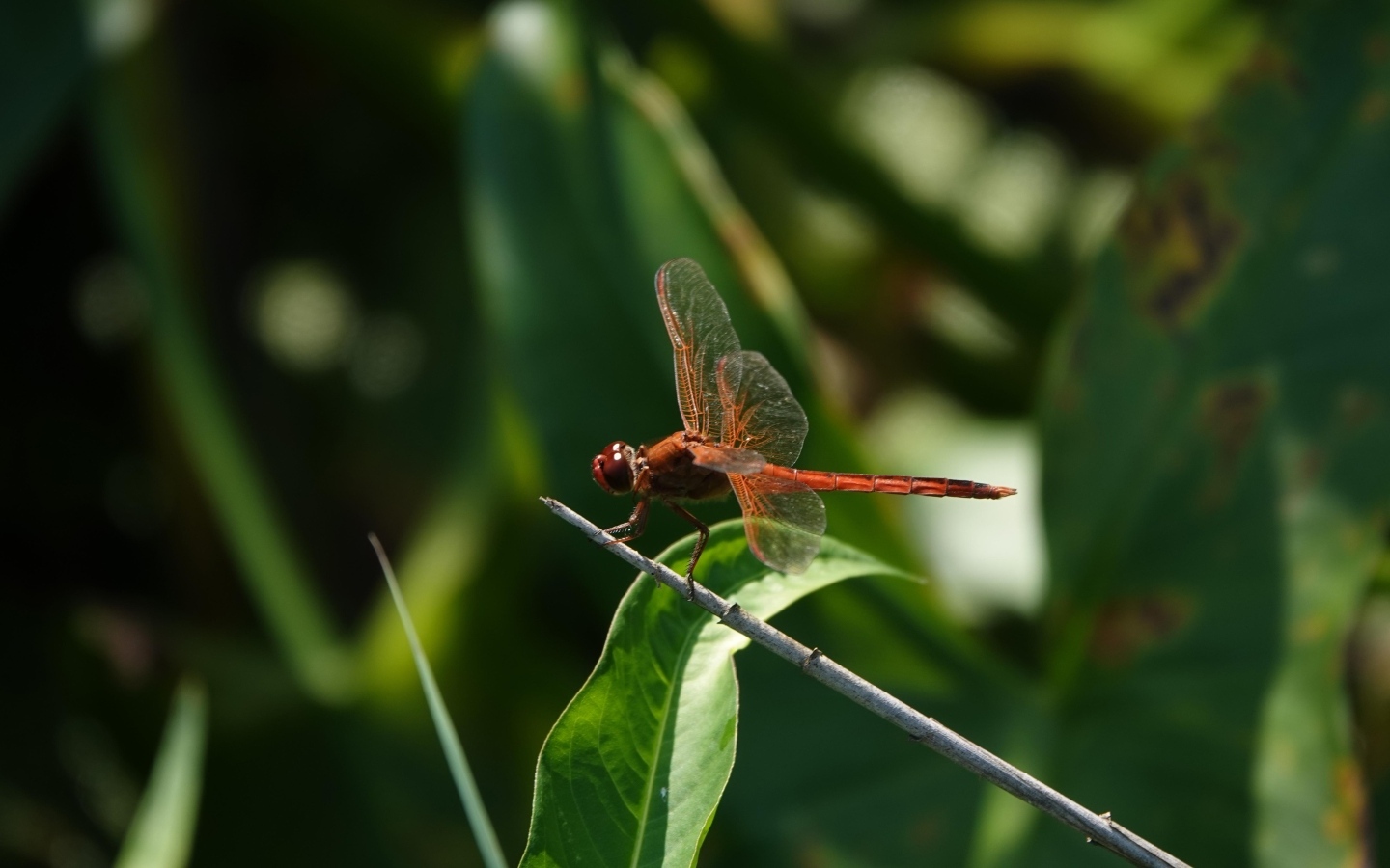 Стрекоза с прозрачными крыльями сидит на ветке