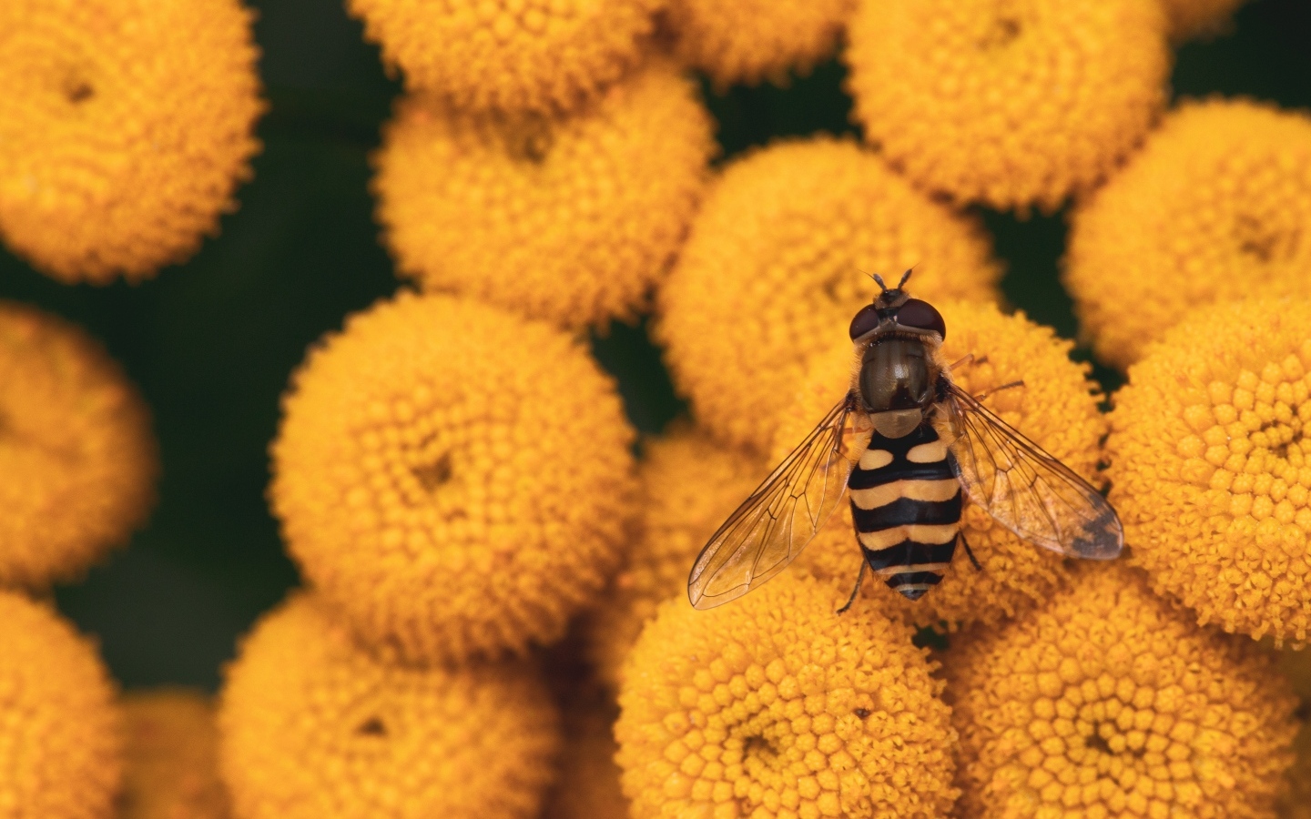Муха сидит на желтых цветах пижмы