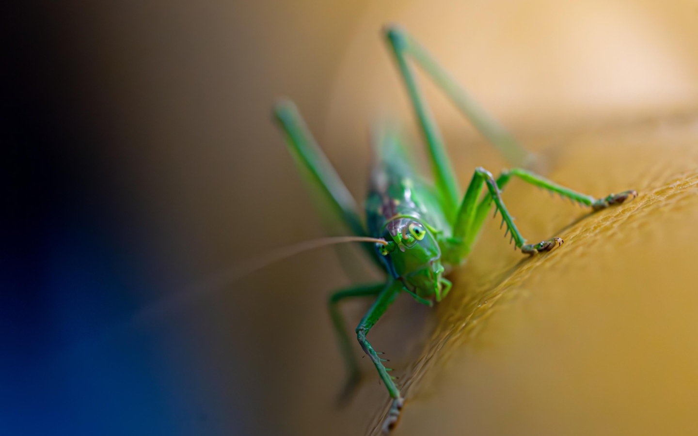 Большой зеленый кузнечик крупным планом