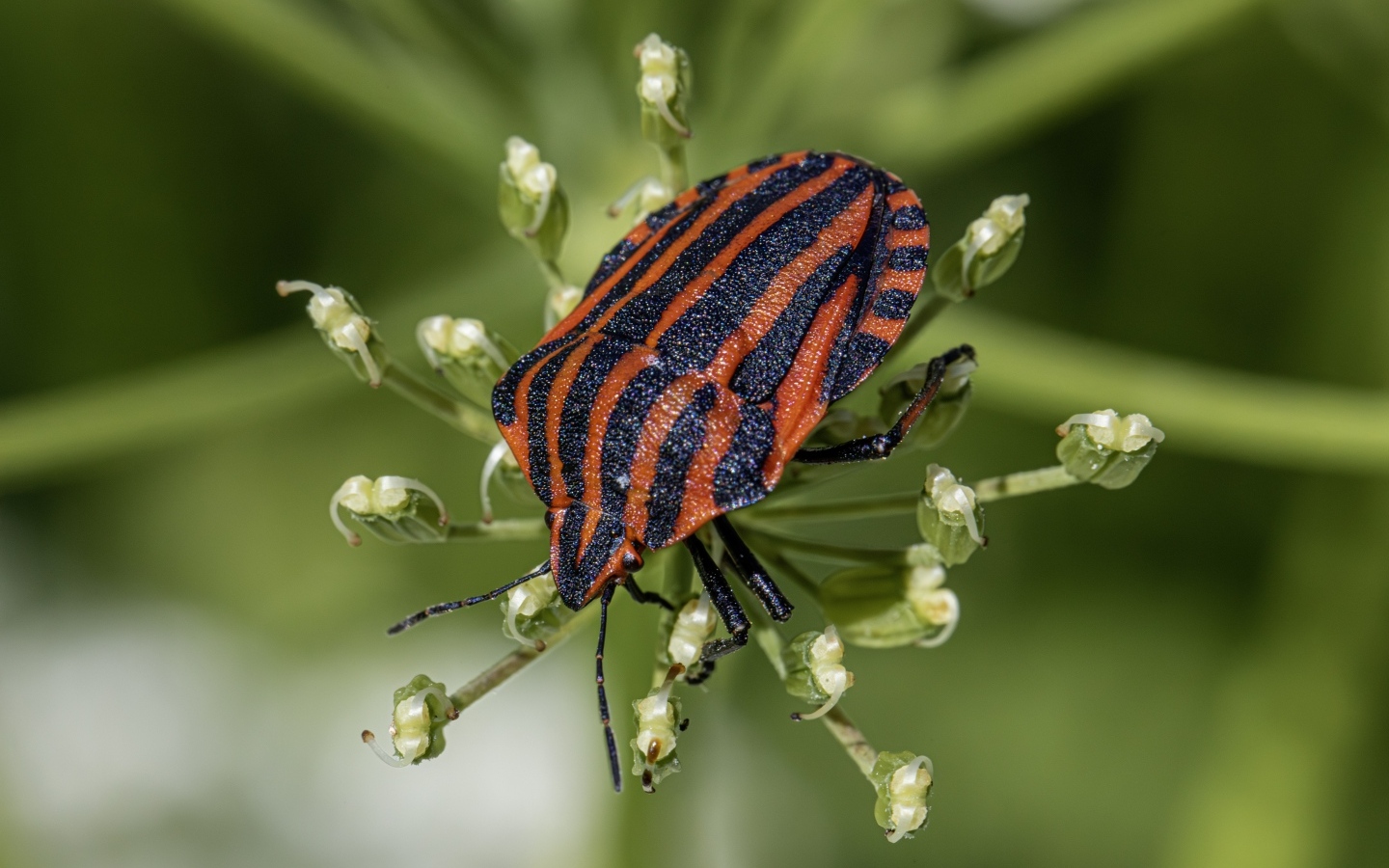 Красный клоп сидит на растении