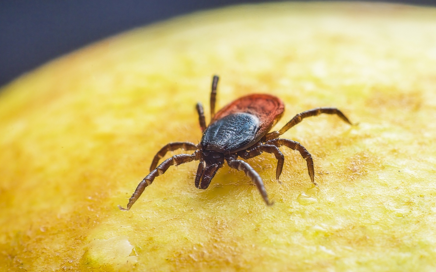 Клещ сидит на желтой поверхности 