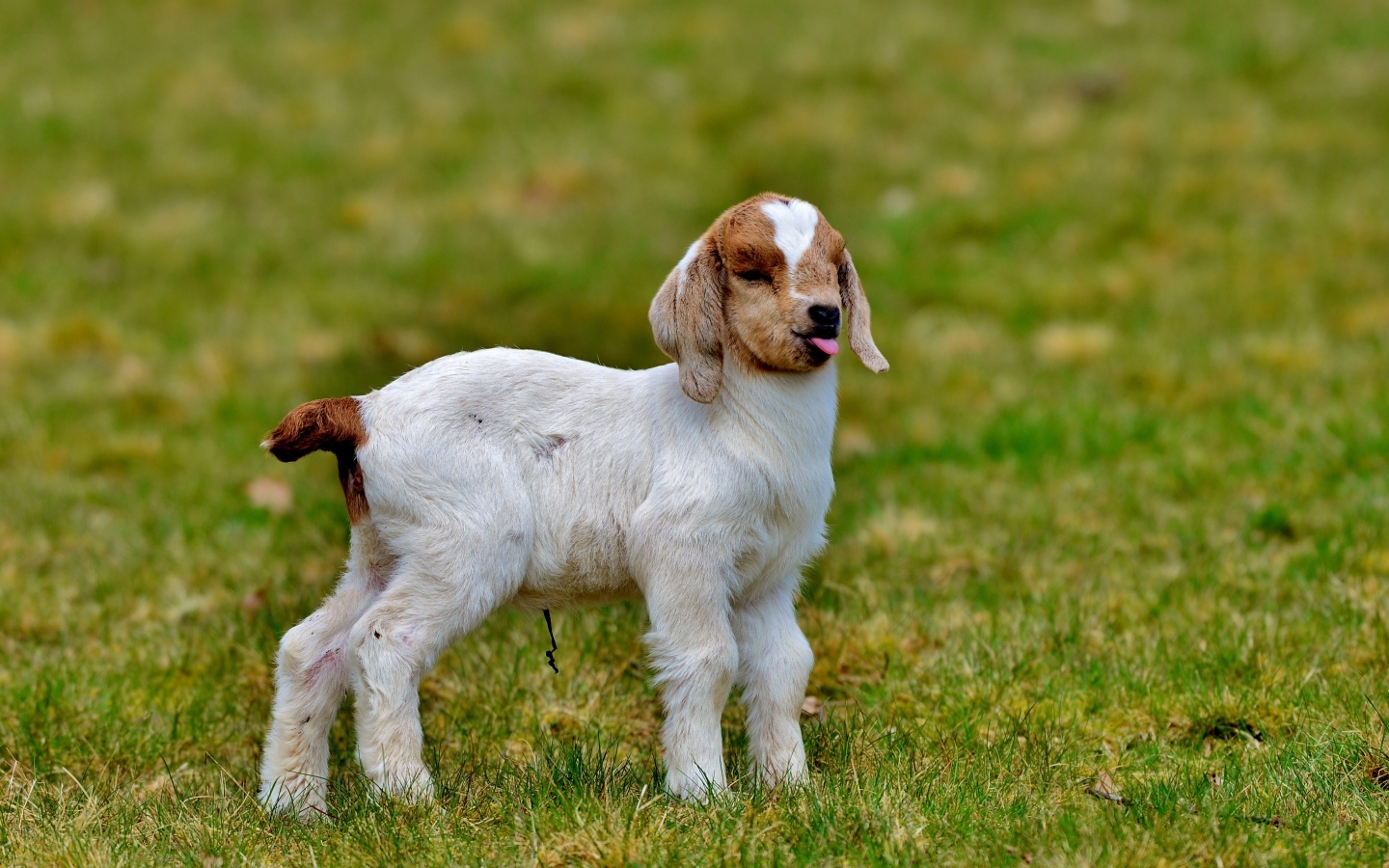 Маленький козленок на зеленой траве