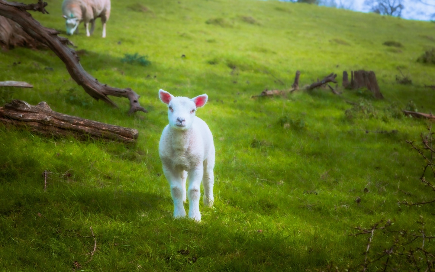 Маленький белый ягненок на зеленой траве