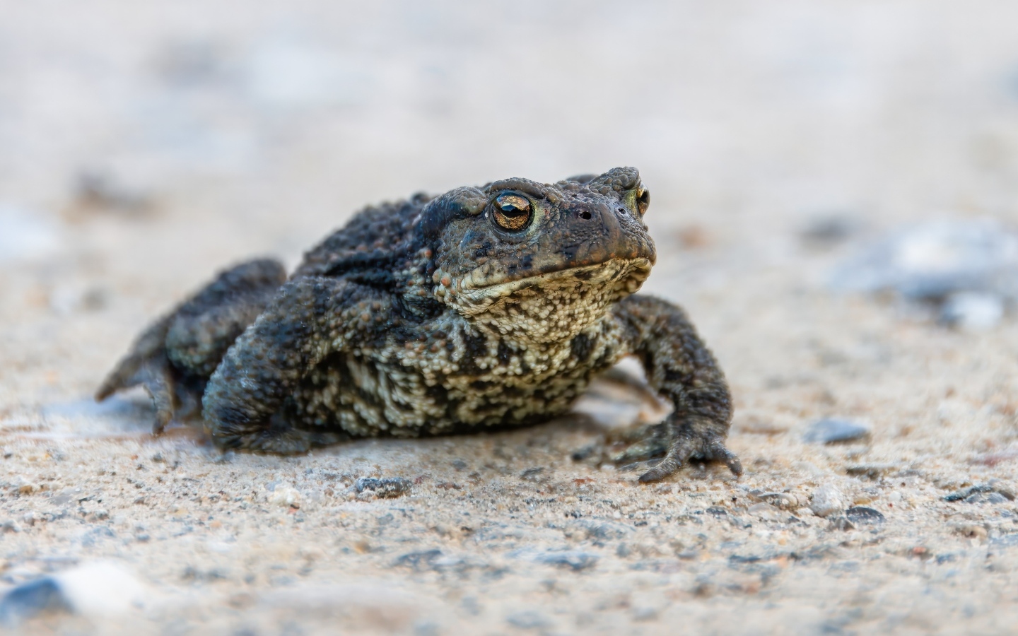 Большая жаба сидит на песке 