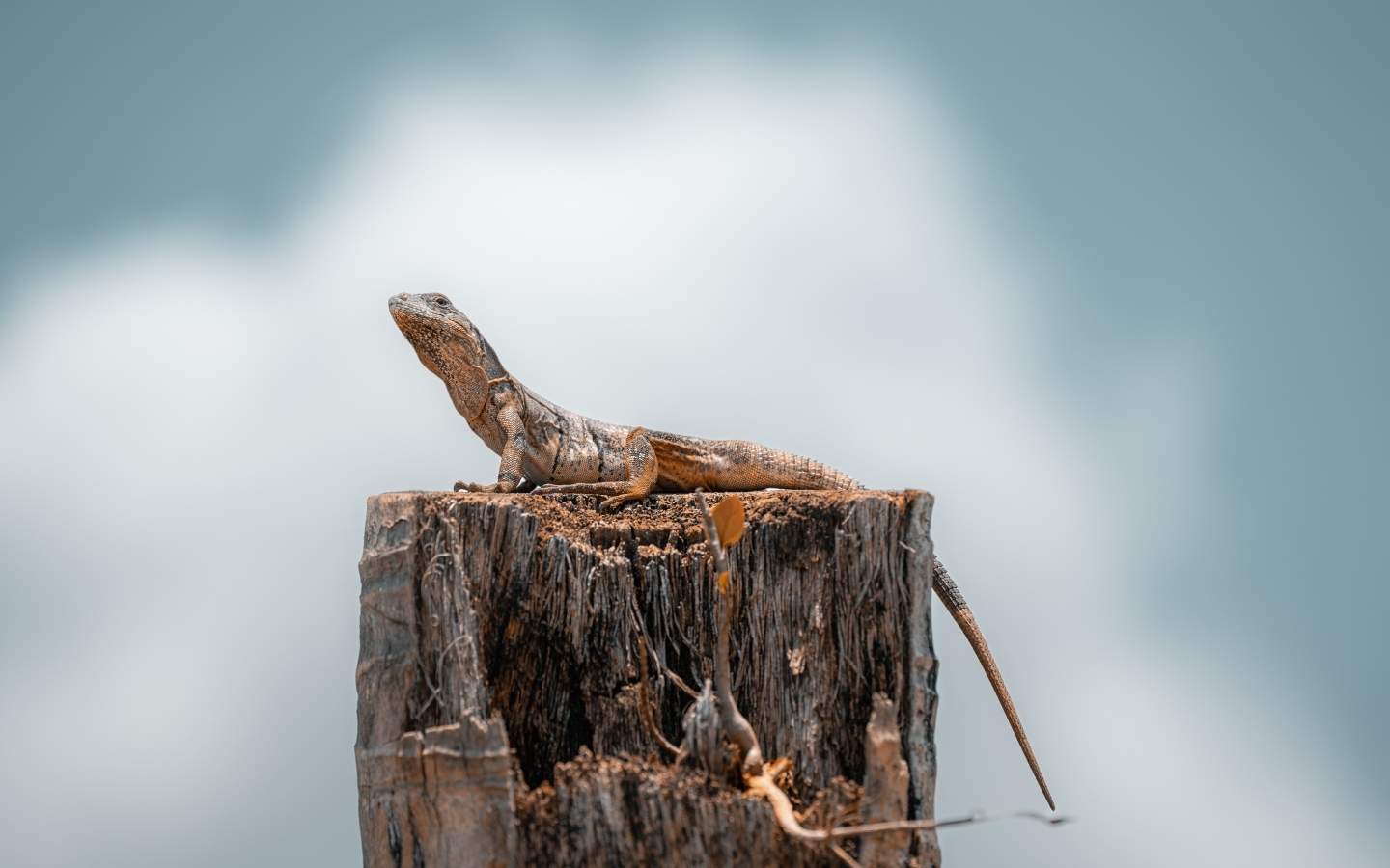 Ящерица сидит на сухом пне