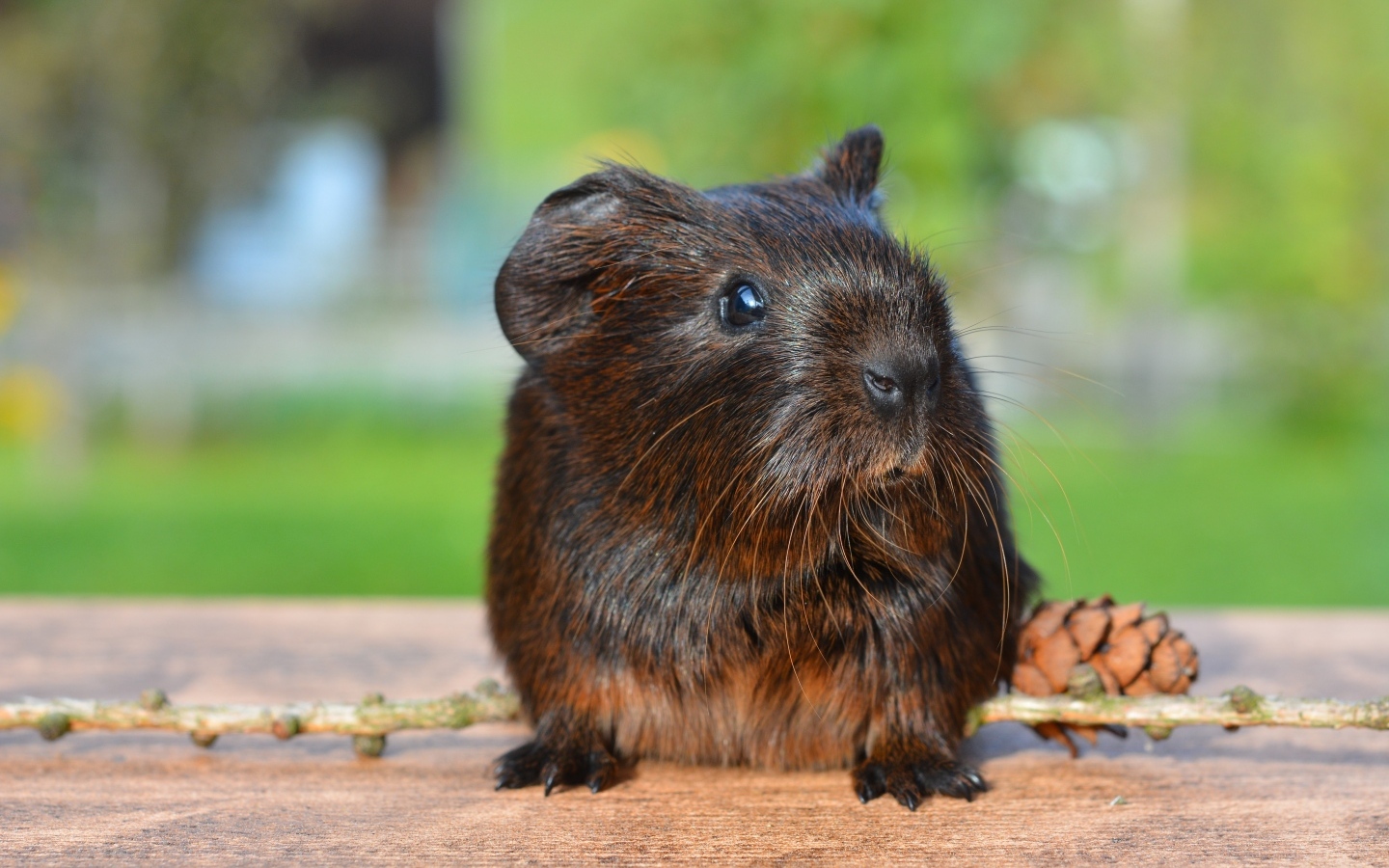 Черная морская свинка с шишкой