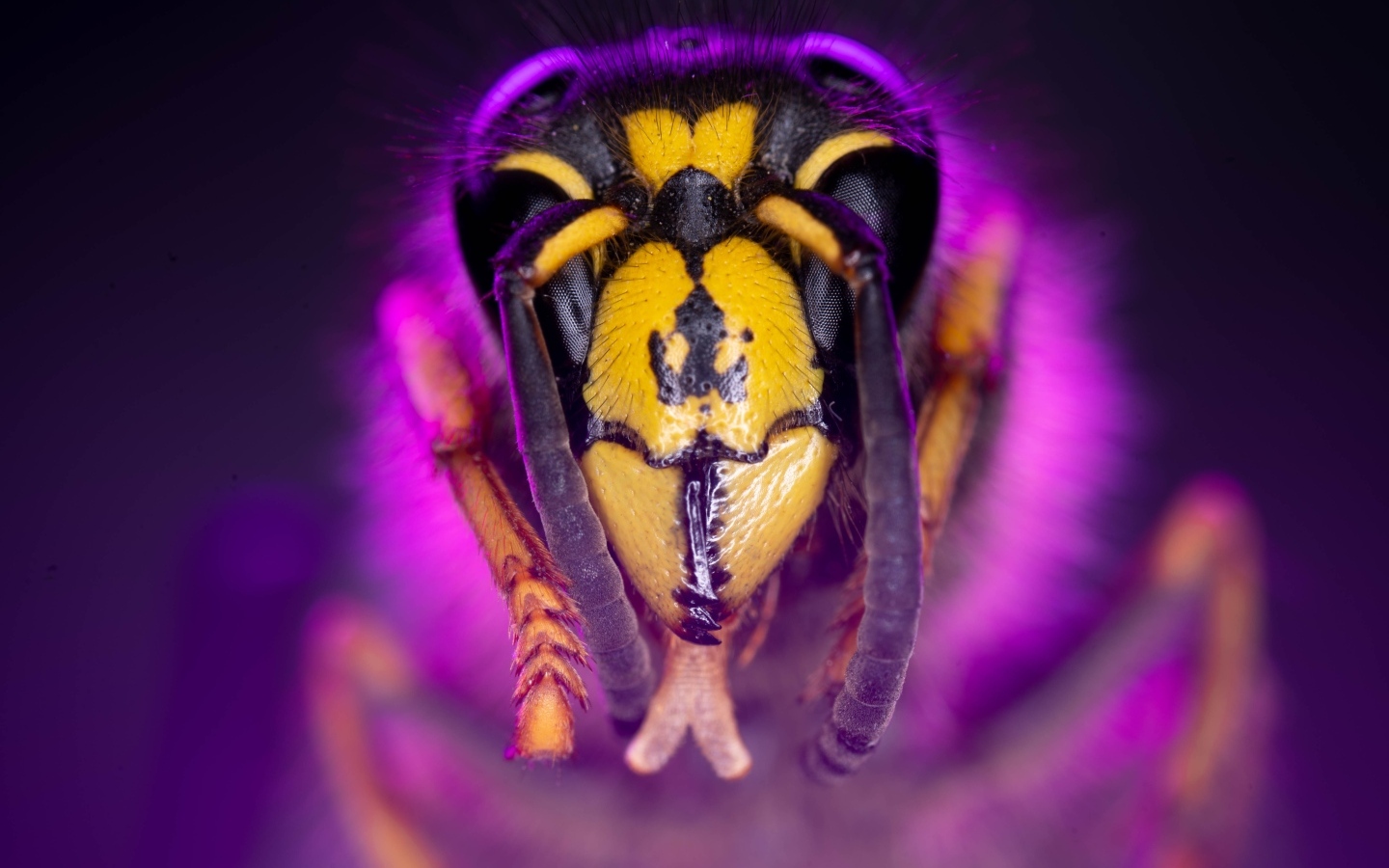 Голова пчелы макросъемка 