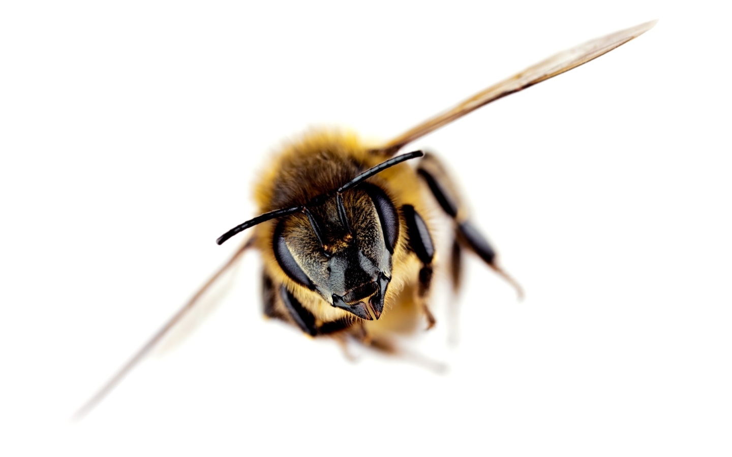 Пчела на белом фоне макросъемка