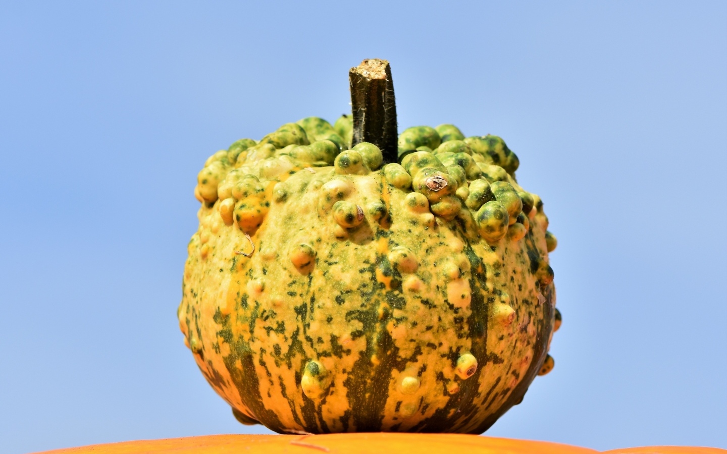 Большая тыква на фоне голубого неба