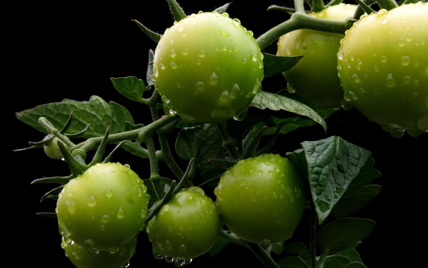 Зеленые помидоры на ветке в воде