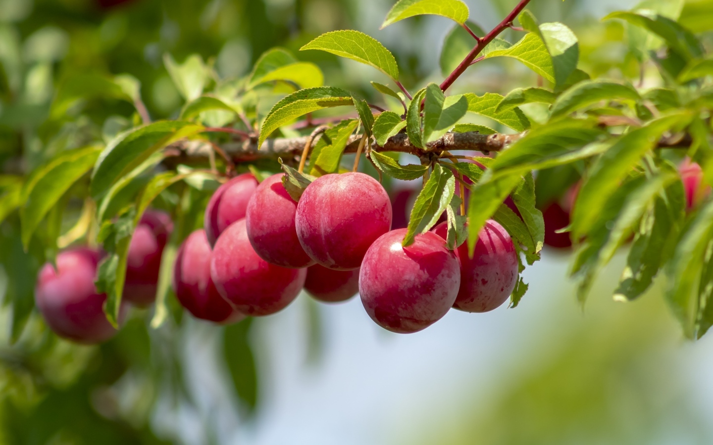 Аппетитные розовые сливы на ветке в лучах солнца
