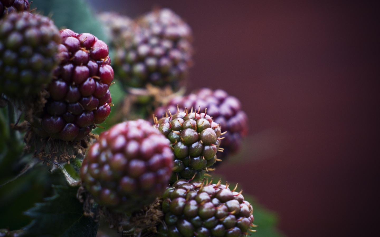 Зеленая ежевика на ветках 