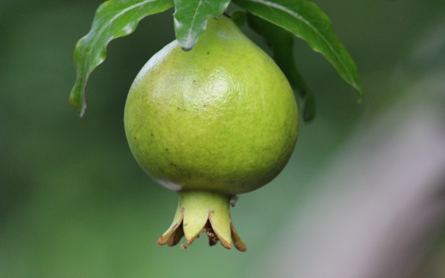 Зеленый плод граната на ветке