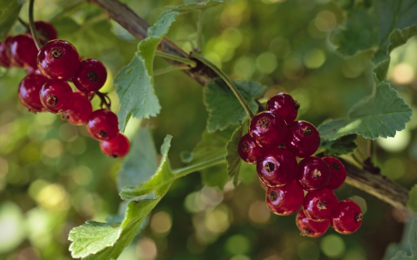 Красная смородина на веточках крупным планом
