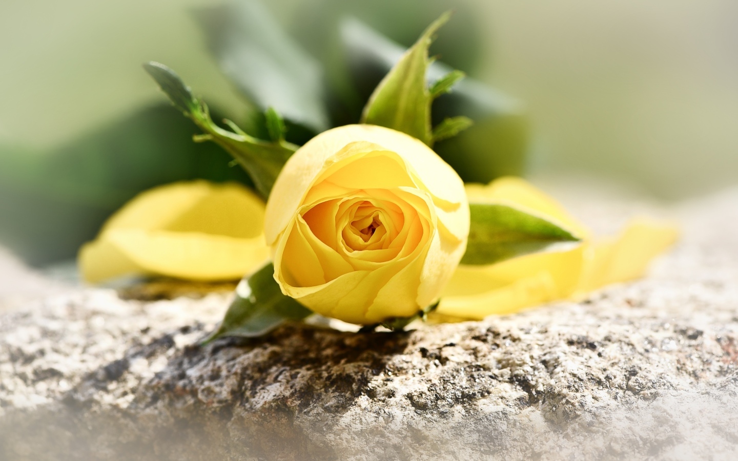 Желтая роза лежит на камне
