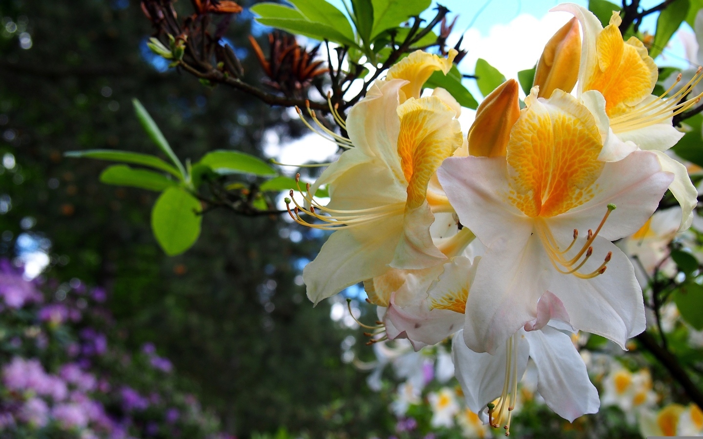 Красивые цветы азалии на ветках