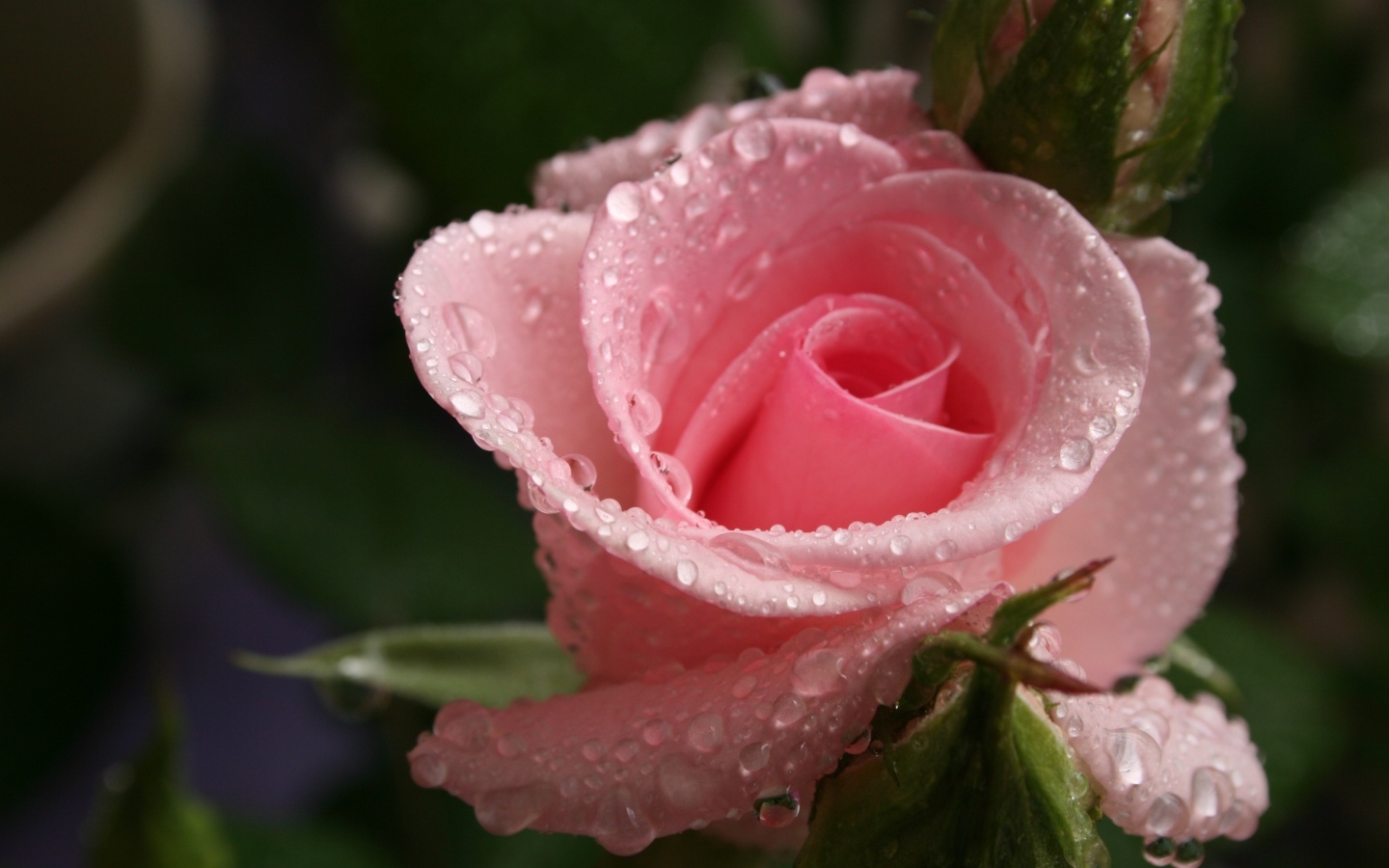 Красивая нежная розовая роза с каплями росы на лепестках