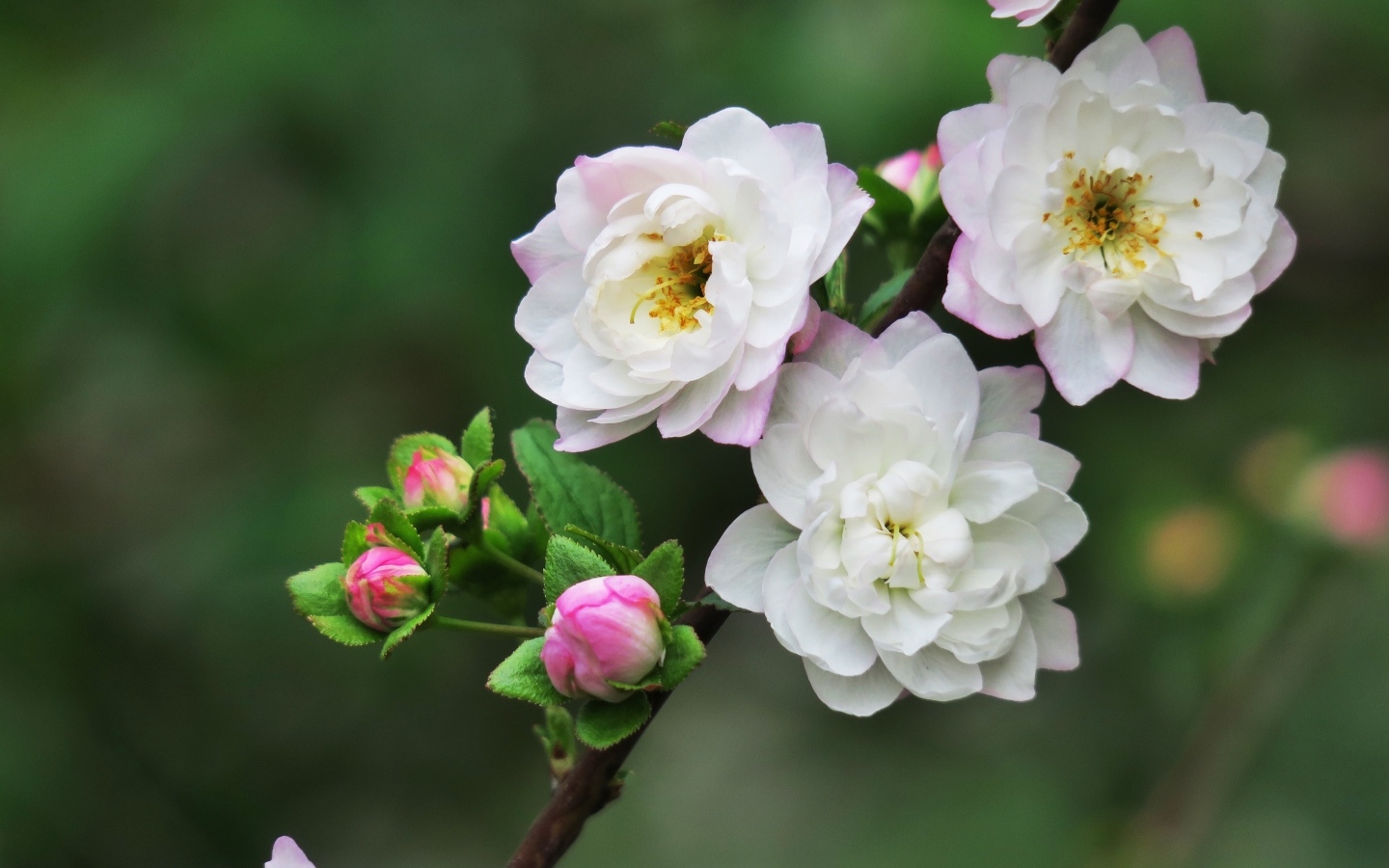 Красивые цветы распускаются на ветке дерева весной