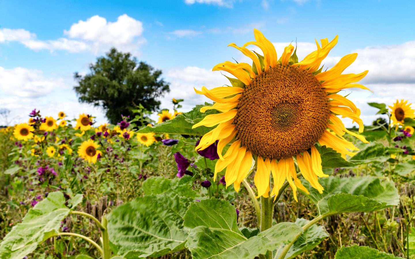Красивое летнее поле с подсолнухами в лучах солнца