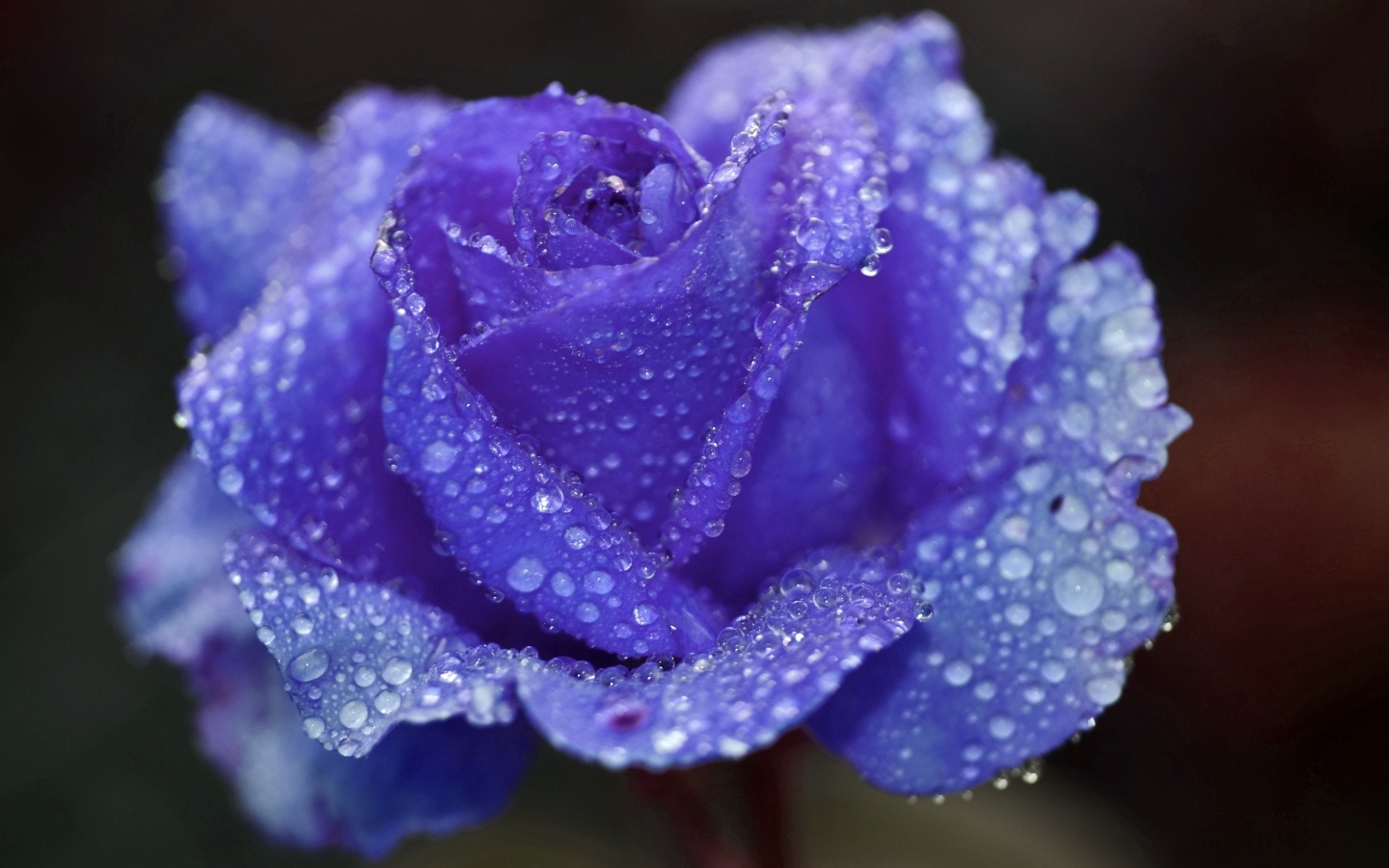 Синяя роза в каплях воды крупным планом
