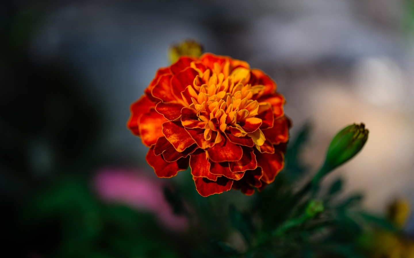 Цветок оранжевого ароматного бархатца крупным планом