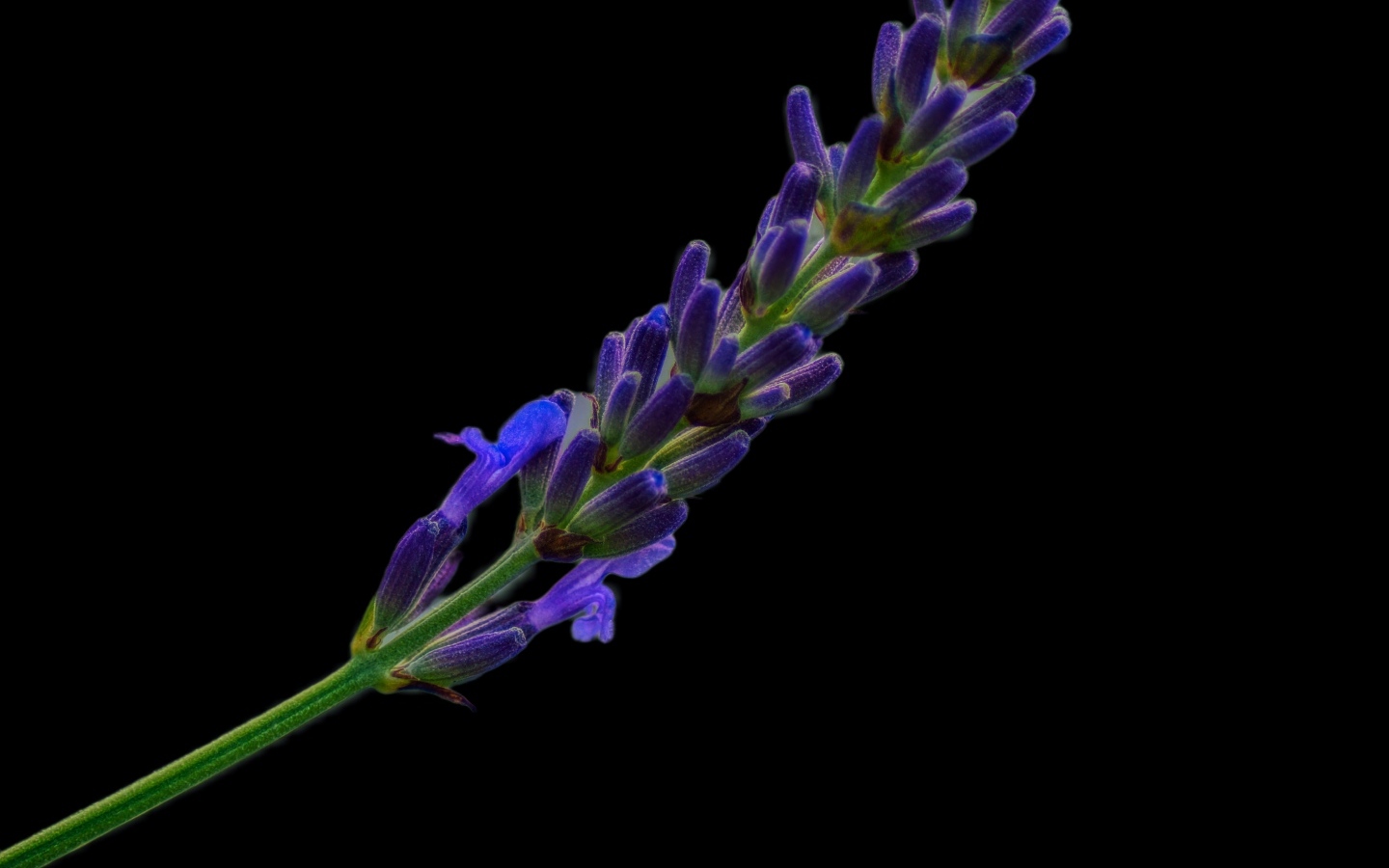 Ароматная ветка лаванды на черном фоне